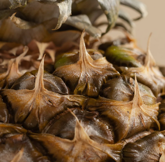 PURA Tommy Bahama Pineapple Cilantro